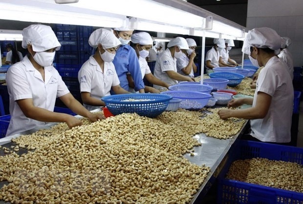 vietnam remains world s largest producer, exporter of cashew nuts picture 1