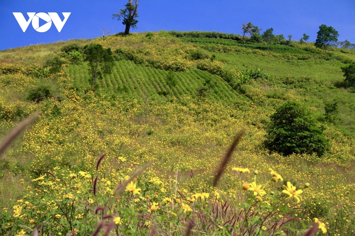 colourful festive season in the central highlands picture 3