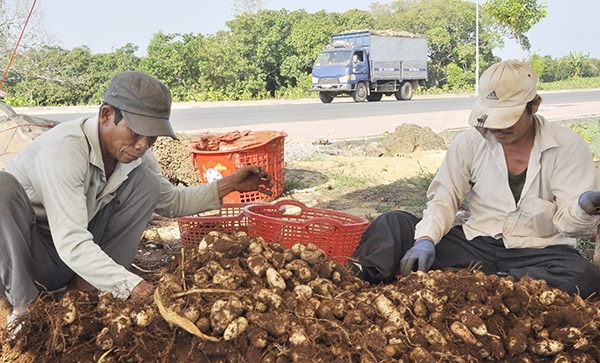 Nông dân đổi đời nhờ trồng cây củ lùn