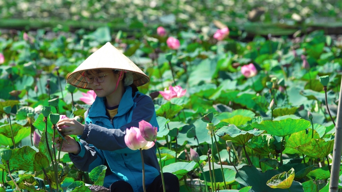 sampling lotus cuisine of northern vietnam picture 4