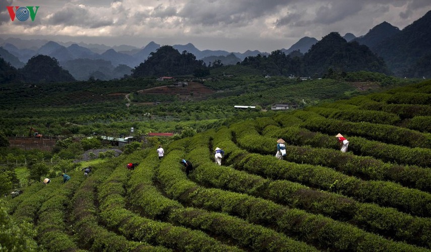 moc chau plateau - an ideal tourist destination in northern vietnam picture 4