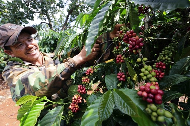 A farmer tends coffee trees in Ia Kla commune of Duc Co district, the Central Highlands province of Gia Lai. Coffee exports bring home more than US$2 billion each year