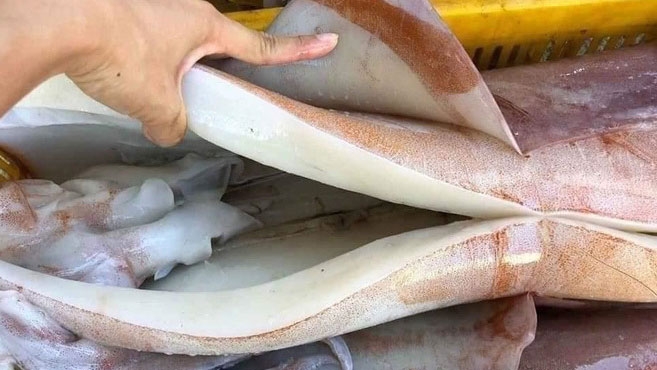 Mực khổng lồ có giá 55.000 đồng/kg?