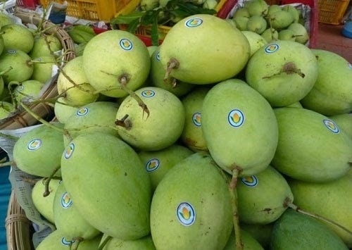 export of vietnamese mangoes to us on the rise picture 1