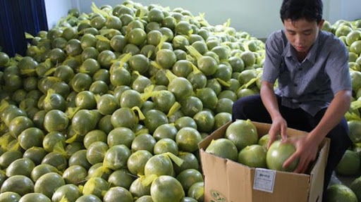 russia increases import of fresh vietnamese pomelos picture 1