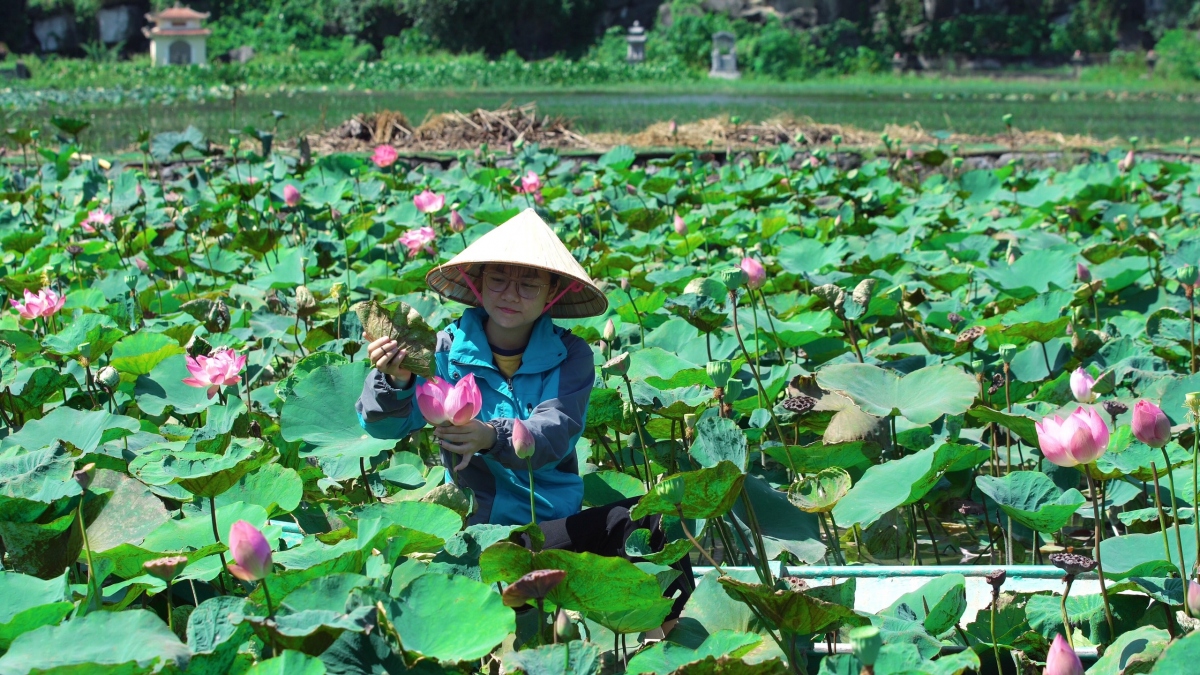 du khach thich thu voi tra, am thuc tu sen tuoi giua mua Dong o ninh binh hinh anh 1