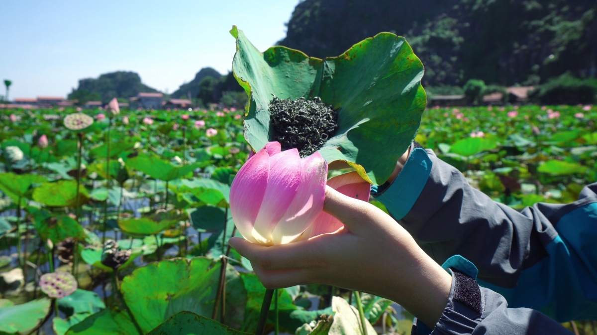 du khach thich thu voi tra, am thuc tu sen tuoi giua mua Dong o ninh binh hinh anh 5