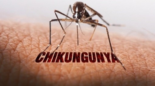 an giang takes proactive measures against chikungunya virus picture 1