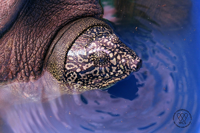 Vector Mô Hình Vẽ Tay Rùa Biển Xanh Phẳng Trong Tư Thế Khác Nhau Bơi Lội  Vui Vẻ Nghịch Ngợm Bộ Rùa Theo Phong Cách Hoạt Hình Động Vật Hoặc Vật Nuôi