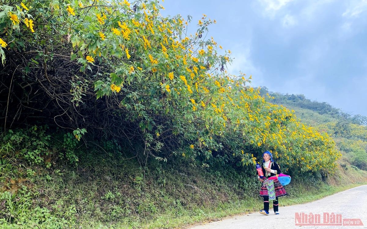 da quy ruc ro nhu ngan mat troi tren duong den sin suoi ho hinh anh 1