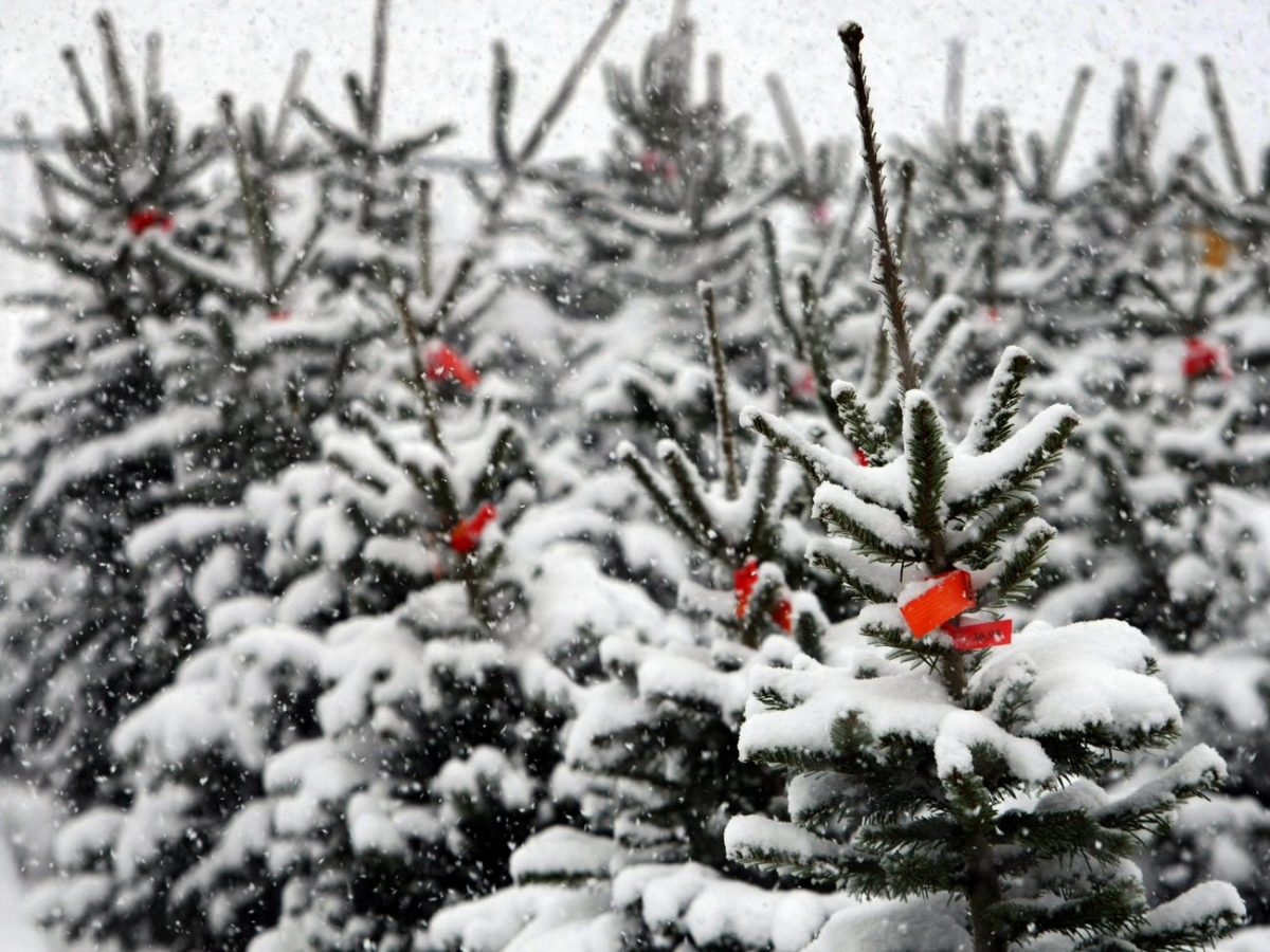 "Let It Snow" - bài hát hay được nghe vào dịp Giáng sinh trên thực tế lại không liên quan gì đến dịp lễ này. Lời bài hát chỉ đơn giản nói về một cơn bão tuyết lớn và không ai muốn đi ra khỏi nhà.