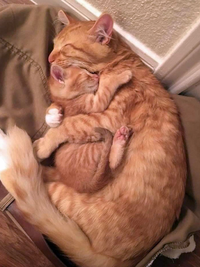 Bức ảnh chú mèo ngủ ôm chặt lấy chuột bông "đốn tim" cư dân mạng rầm rầm