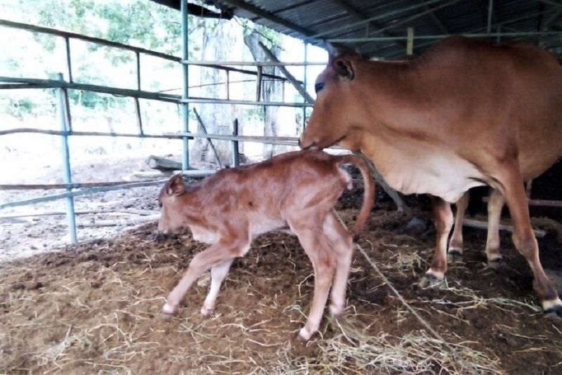 MÔ HÌNH GIA ĐÌNH CON BÒ SỮA MẶT BỰ SIÊU ĐÁNG YÊU