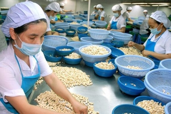 export volume of cashew nuts surges by 13.2 over 11-month period picture 1