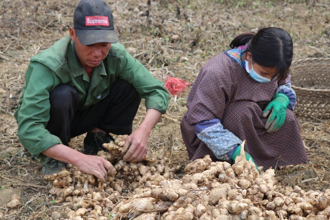 ba con mien nui kham kha nho trong nhung cay doi doi hinh anh 4