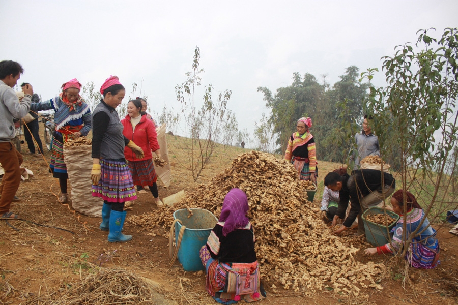 ba con mien nui kham kha nho trong nhung cay doi doi hinh anh 2