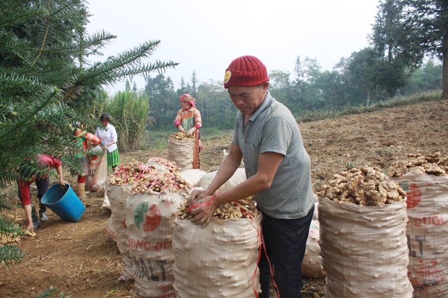 ba con mien nui kham kha nho trong nhung cay doi doi hinh anh 3