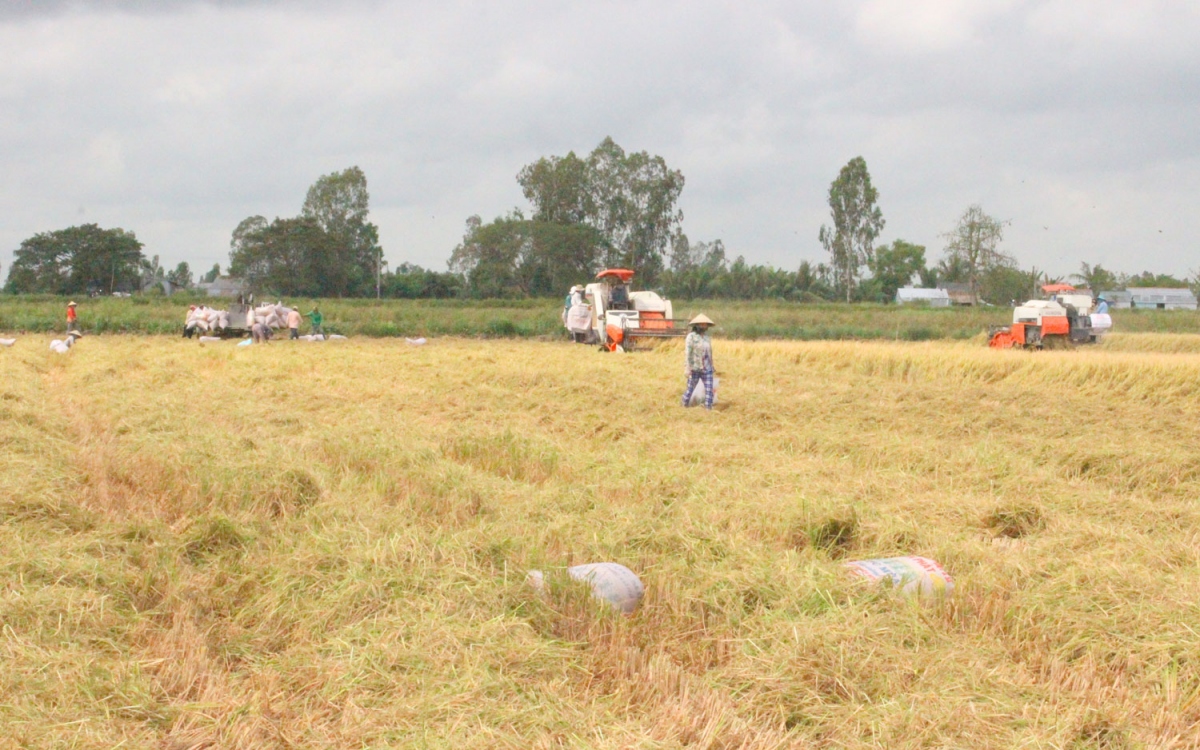 ĐBSCL tìm hướng đột phá chuyển "nguy" thành "cơ"