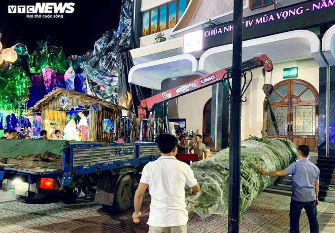 fresh giant pine tree arrives in hcm city from us after 45 days of shipping picture 2