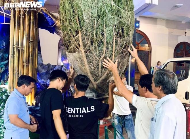 fresh giant pine tree arrives in hcm city from us after 45 days of shipping picture 6