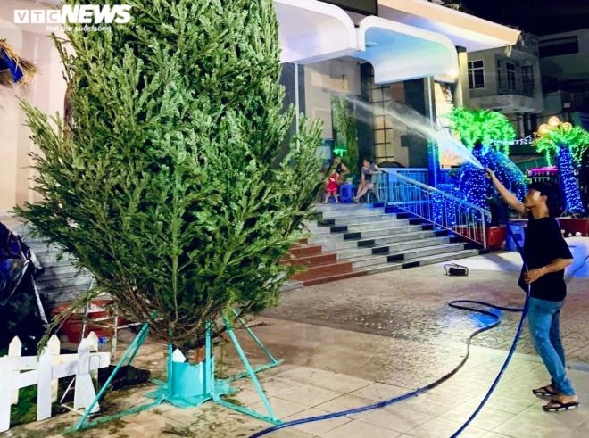 fresh giant pine tree arrives in hcm city from us after 45 days of shipping picture 8