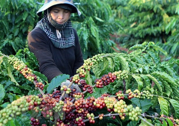 vietnam exports over 1.7 million tonnes of coffee in 2020 picture 1