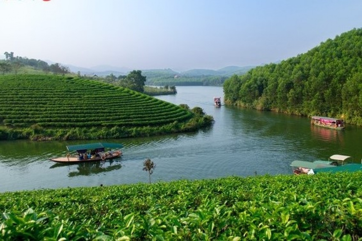 Thanh Chuong tea hill with more than 400 hectares of rich and green all year round.