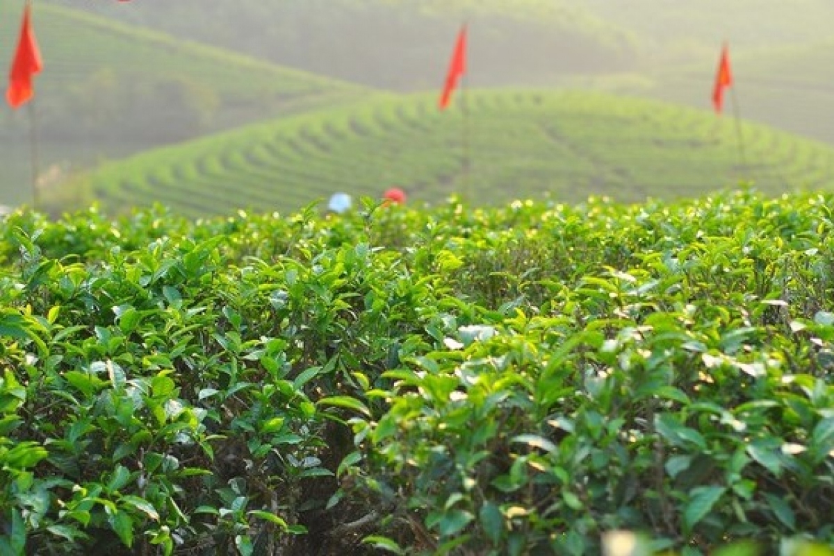 The natural landscape is beautiful, covering the space is a vibrant green of tea trees.