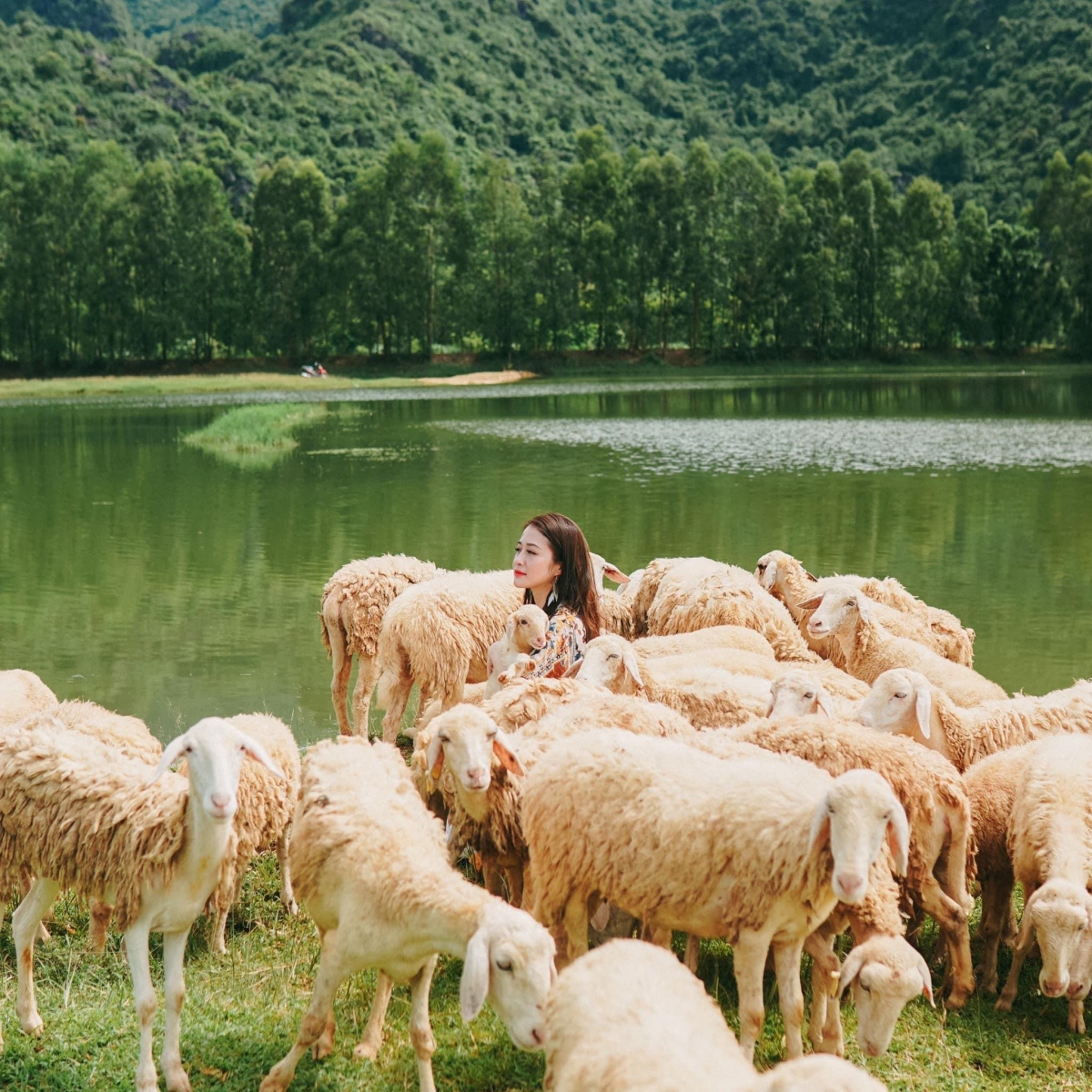 Although it just appeared recently, the sheep fields in Ninh Binh quickly captured the hearts of many virtual followers.  Sheep here are grazed along the dike, they move freely, leisurely eat grass, creating a beautiful and dreamy natural picture.