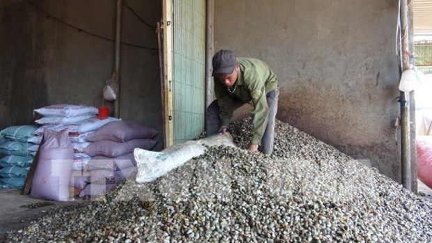 dutch firm invests us 250 mln in cashew nut production in binh phuoc picture 1