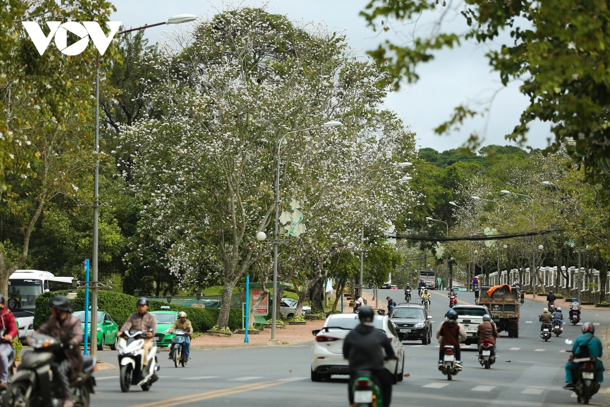 hoa ban blossoms serve to beautify streets of da lat picture 1