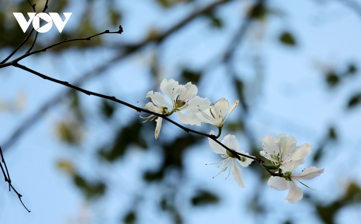 hoa ban blossoms serve to beautify streets of da lat picture 5
