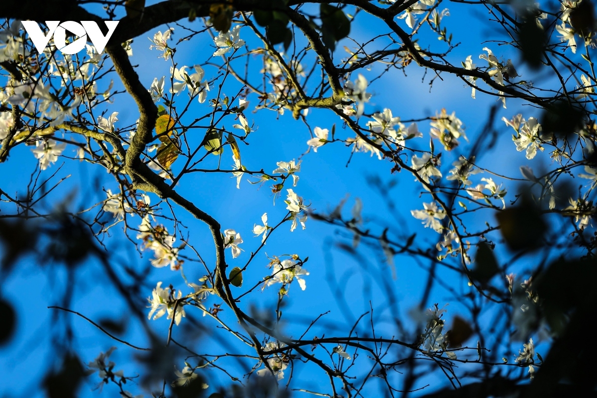 hoa ban blossoms serve to beautify streets of da lat picture 6