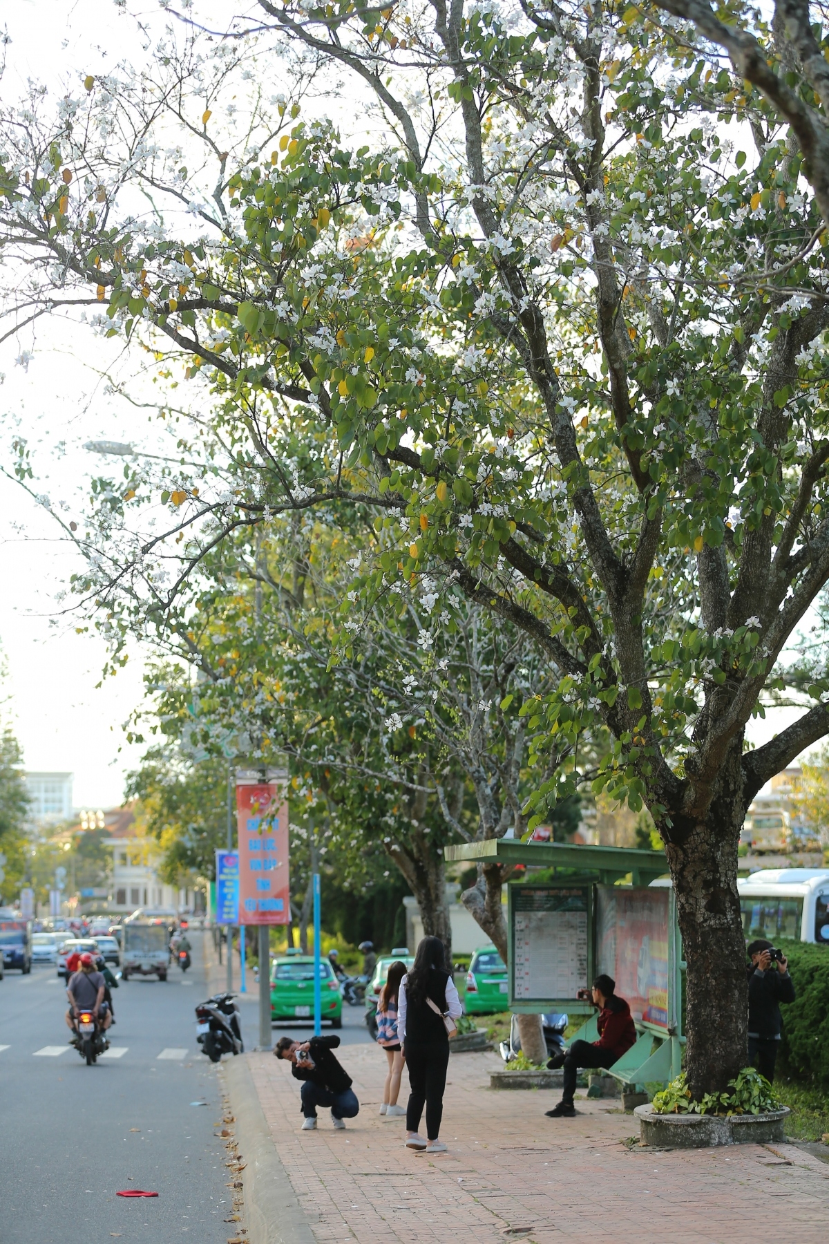 hoa ban blossoms serve to beautify streets of da lat picture 7
