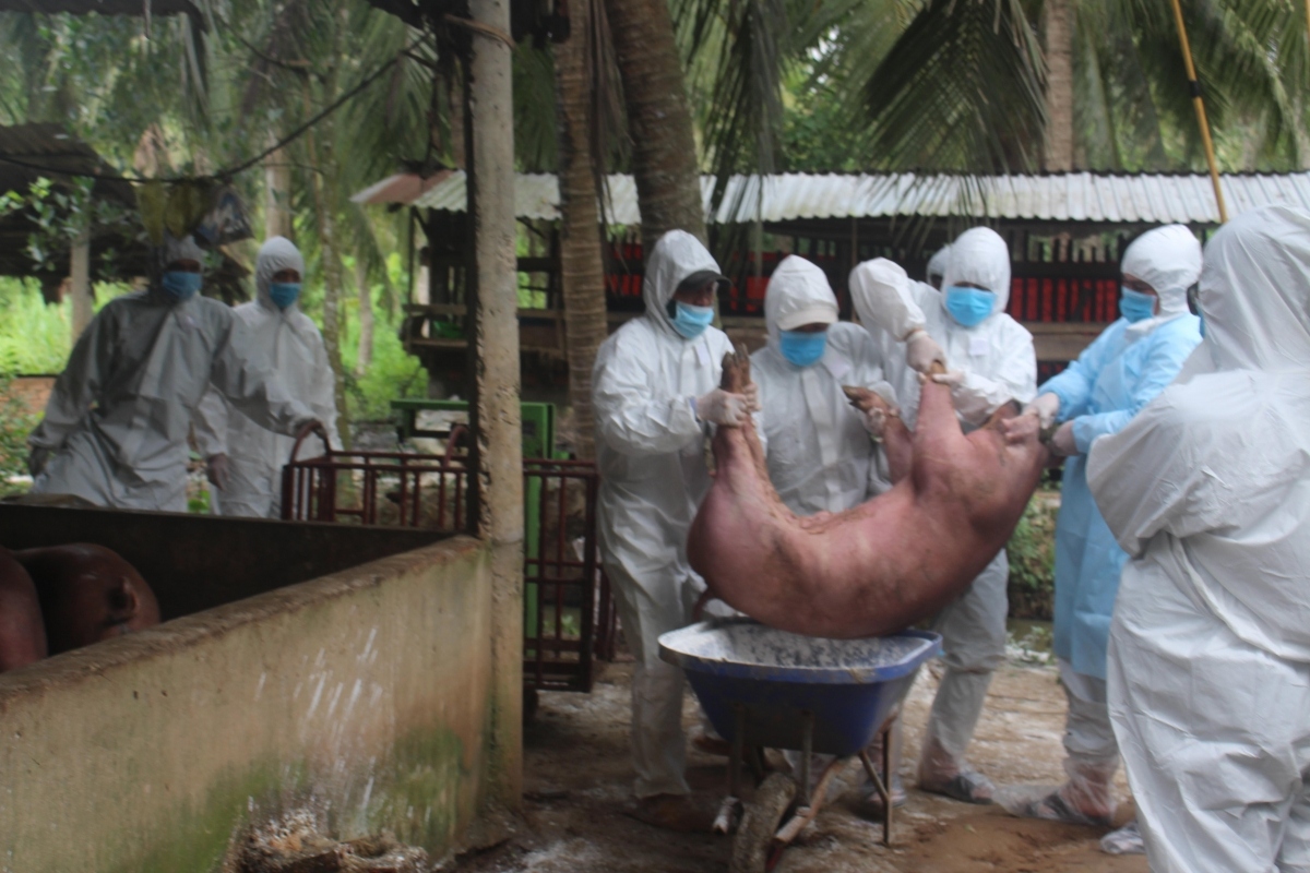 ben tre province hit with fresh outbreak of african swine fever picture 1
