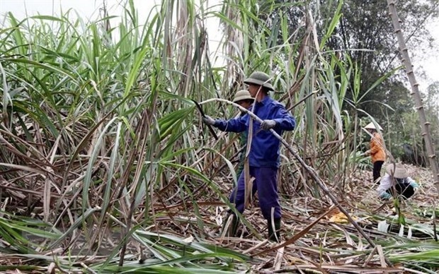 local sugar industry calls for fair competition picture 1