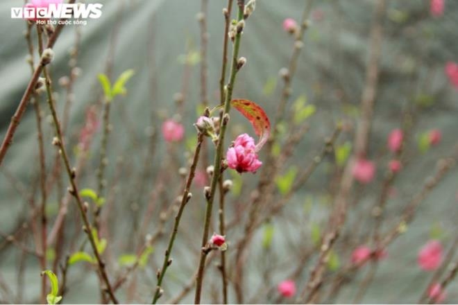 peach blossoms mark early tet arrival picture 3