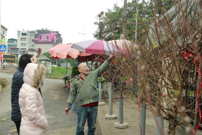 peach blossoms mark early tet arrival picture 4