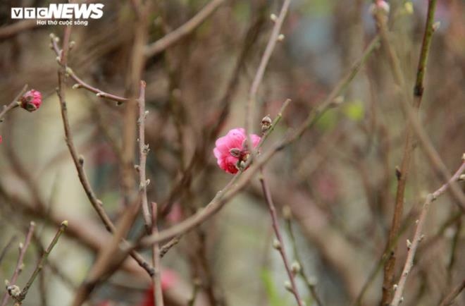 peach blossoms mark early tet arrival picture 7