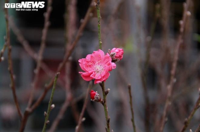 peach blossoms mark early tet arrival picture 8