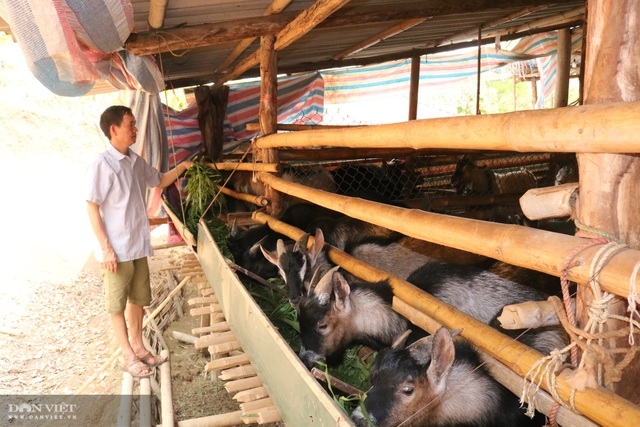 nuoi toan con dac san den ca chuong, nong dan thu hang tram trieu dong hinh anh 2