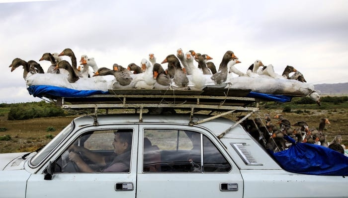 local elderly man with five-metre long hair among strangest photos of the year picture 14