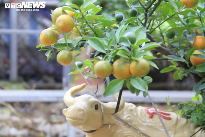 cay canh tet tan suu, quat bonsai triu qua dat hang hinh anh 3