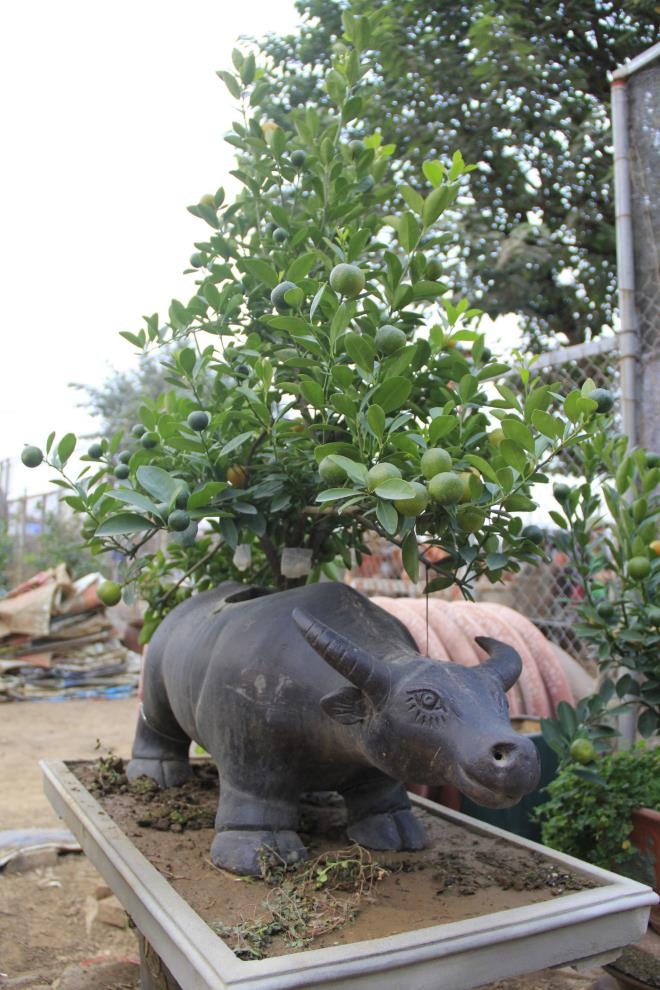 cay canh tet tan suu, quat bonsai triu qua dat hang hinh anh 4