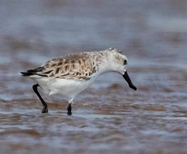 endangered migratory bird species found in da nang picture 1