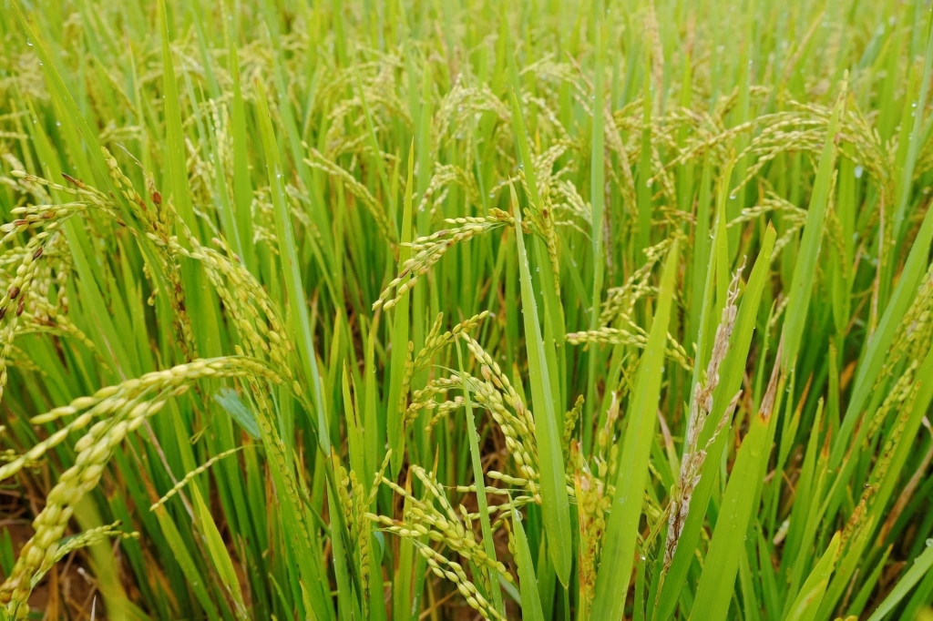 The rice flowers are full of seeds on the terraced fields.  Photo: My Linh