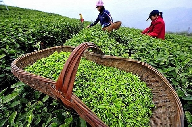 tea industry projected to fulfil 2020 target despite pandemic picture 1