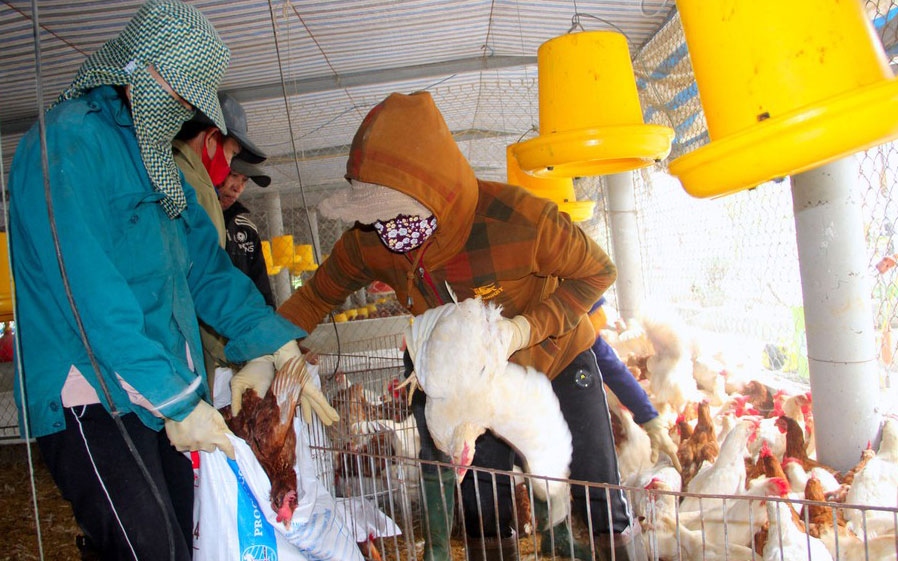 Dịch cúm A/H5N6 tái bùng phát tại làng chăn nuôi lớn nhất tỉnh Nghệ An