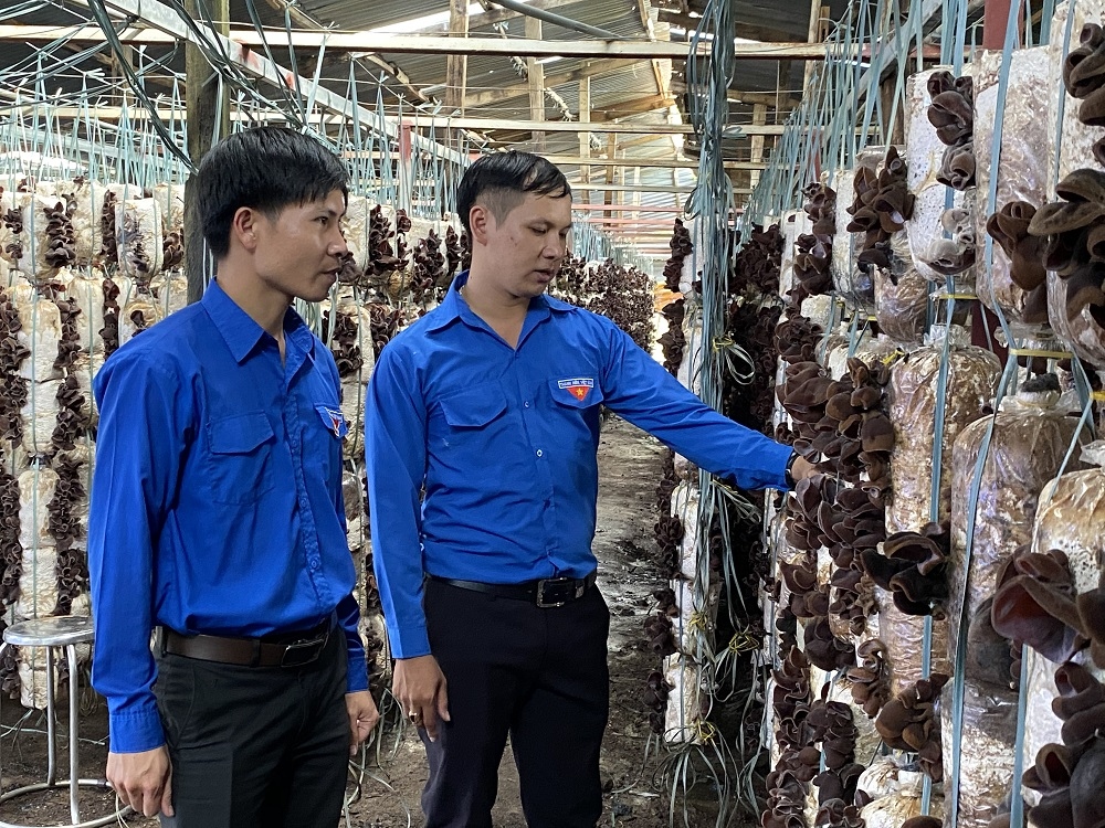 Trang trại trồng nấm thu lãi 400 triệu đồng/năm của chàng kỹ sư phần mềm