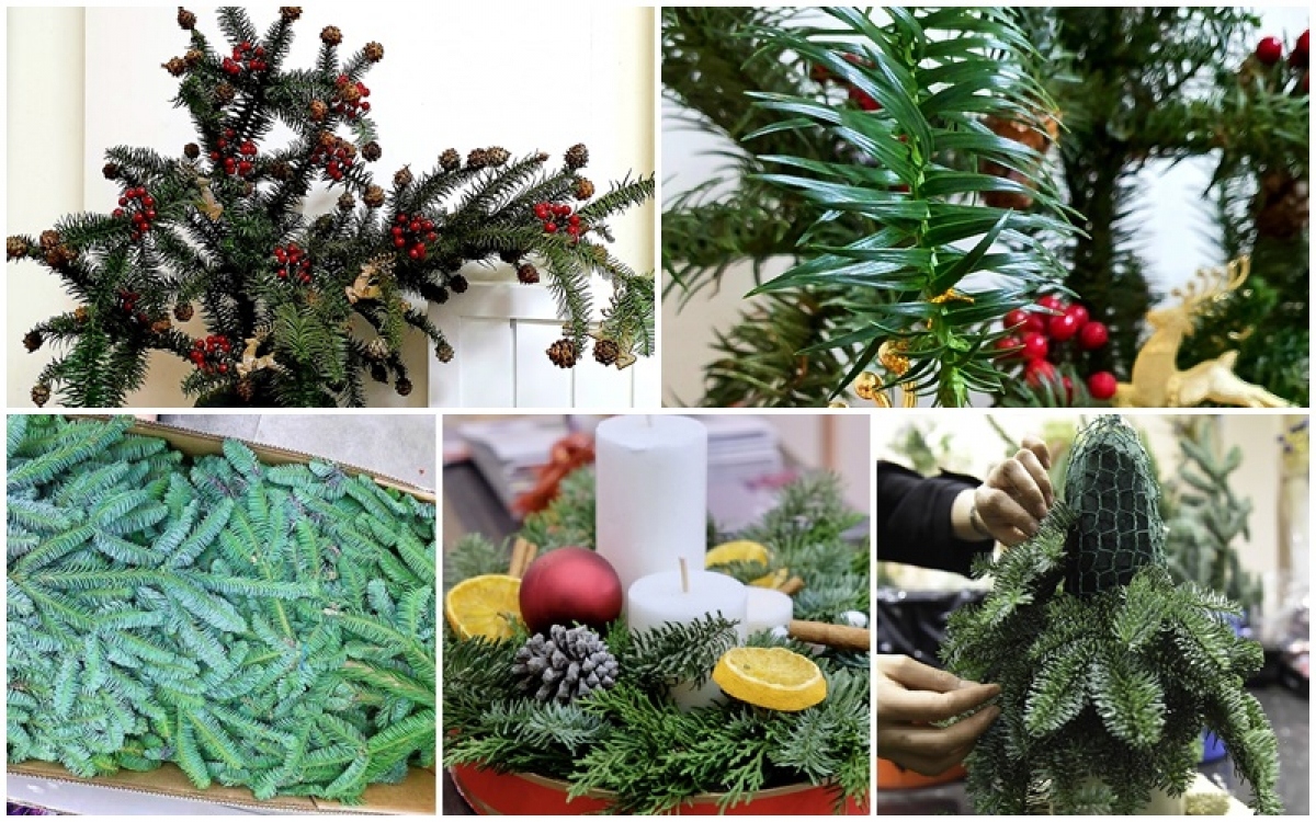 imported christmas trees prove popular among buyers in hanoi picture 1